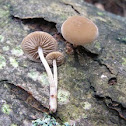 common Simocybe mushroom