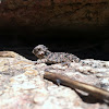 Blainville's Horned Lizard