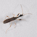 Long-necked seed bug