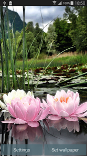 Waterlily