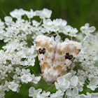 Goldenrod Flower Moth