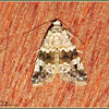 Maliattha Noctuid Moth