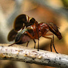 Picture-winged Fly