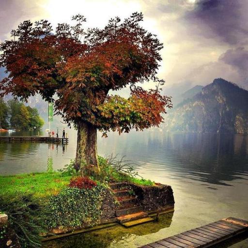 300 Autumn Tree Free Pictures 娛樂 LOGO-阿達玩APP