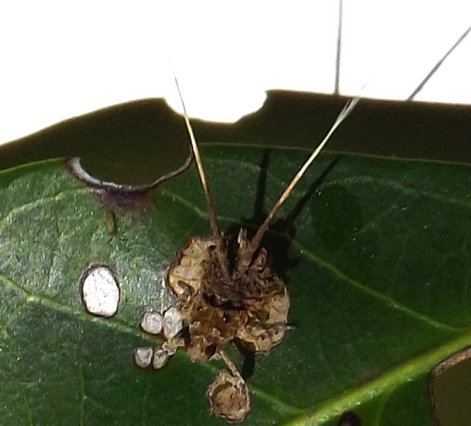 Eurybrachid Planthopper Nymph