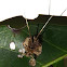 Eurybrachid Planthopper Nymph