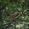 Capuchin Bird