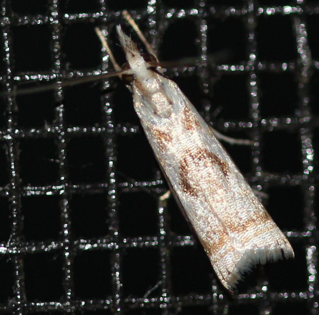 Elegant Grass Veneer Moth