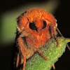 Drexel's Datana Moth
