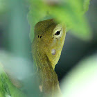 Oriental garden lizard