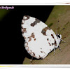 Angled Pierrot Butterfly