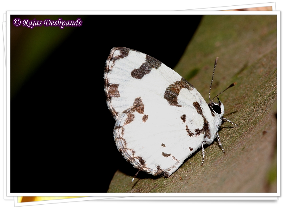 Angled Pierrot Butterfly