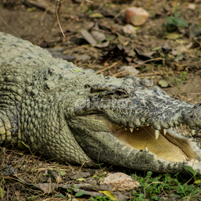 The Jaws of the Predator by Saurabh Midha - Animals Reptiles