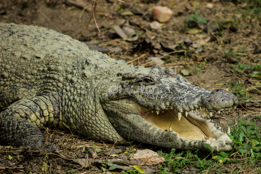 The Jaws of the Predator by Saurabh Midha - Animals Reptiles