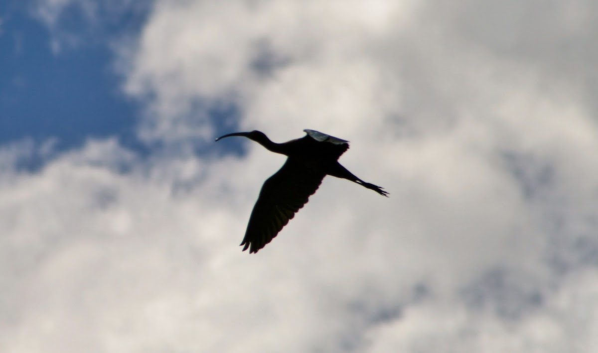 White-faced Ibis