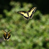 Anise Swallowtail