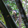 White-Throated Capuchin Monkey