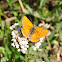 Ruddy Copper Butterfly