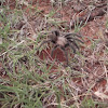 Oklahoma Brown Tarantula