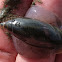 Dwarf olive snail