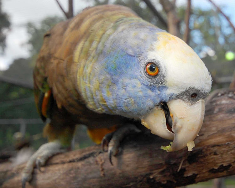 A friendly Vincy parrot on St. Vincent and the Grenadines.