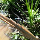 Great Blue Skimmer dragonfly (male)