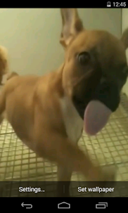 Cute puppy licks glass LWP