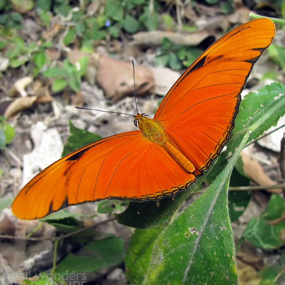 Julia Heliconian Butterfly - male