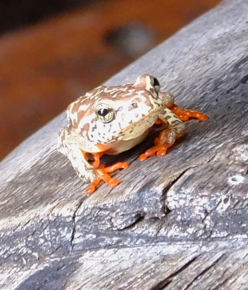 reed frog