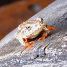 reed frog