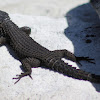 Black Girdled Lizard