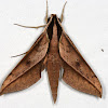 Sphinx Moth