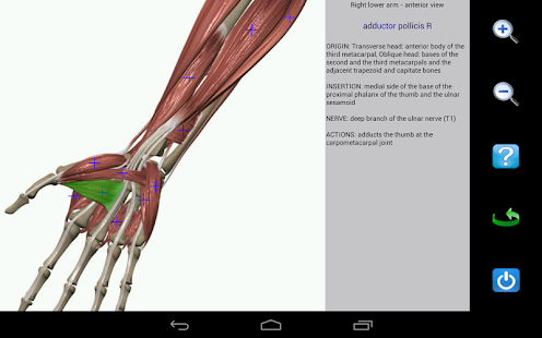 Visual Anatomy - screenshot thumbnail