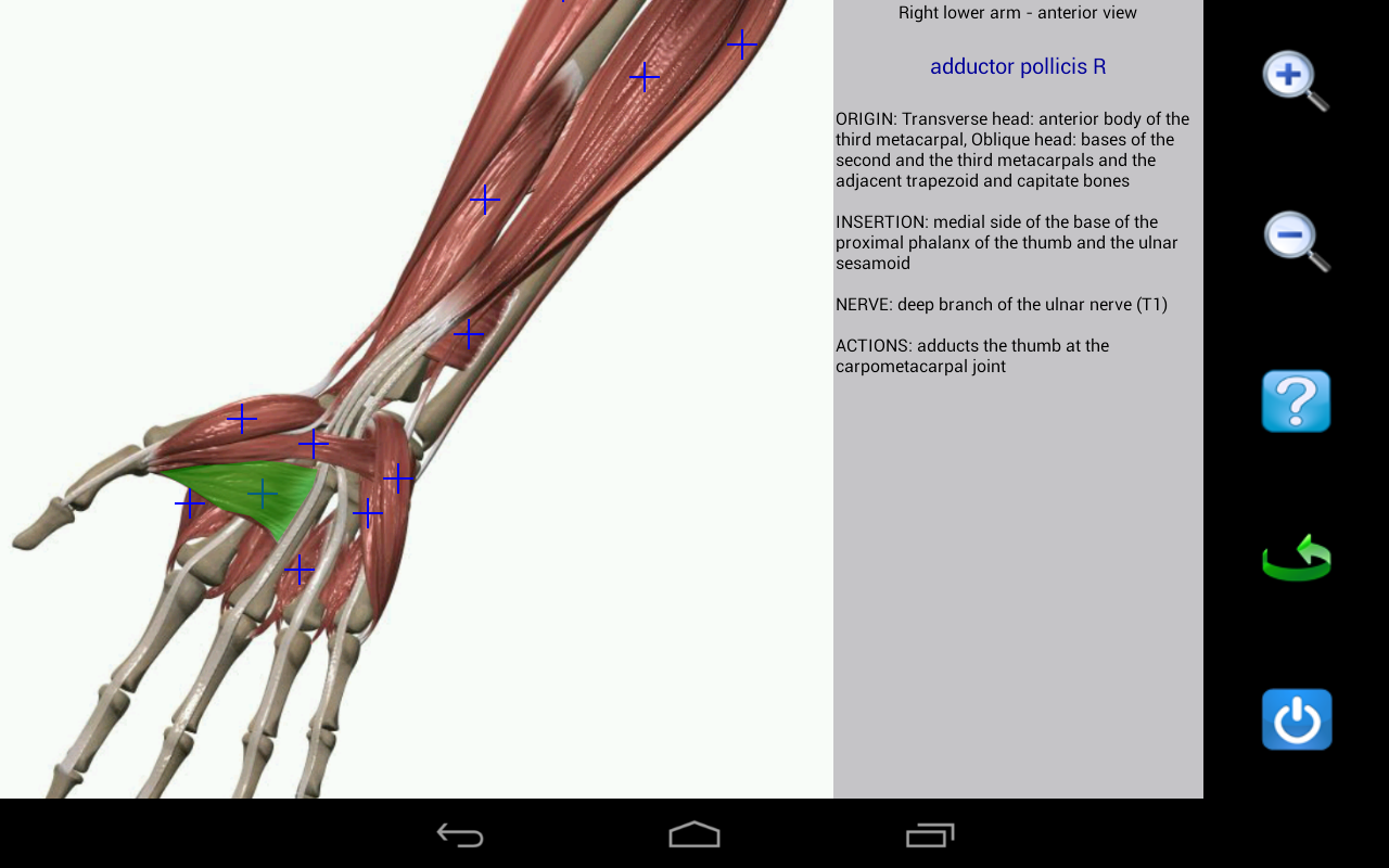 Visual Anatomy - screenshot