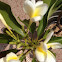 Plumeria - hybrid Lani Beauty