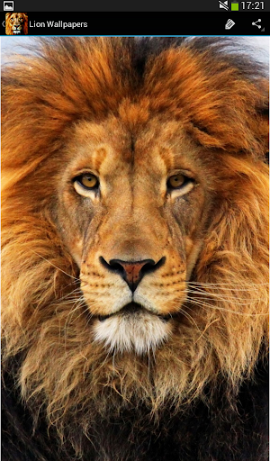 【免費個人化App】Lion Wallpapers-APP點子