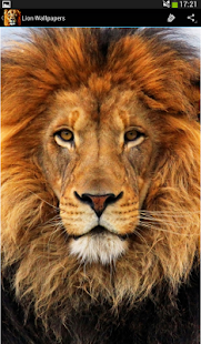 Lion Wallpapers(圖5)-速報App