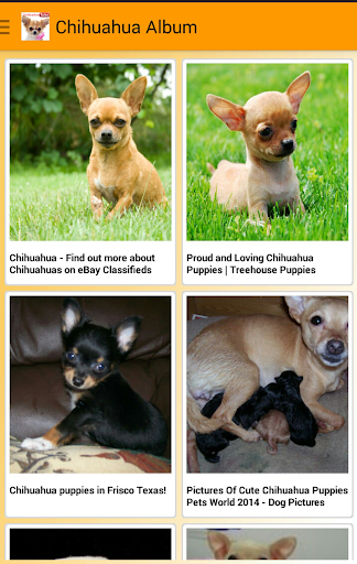 I Love Chihuahua