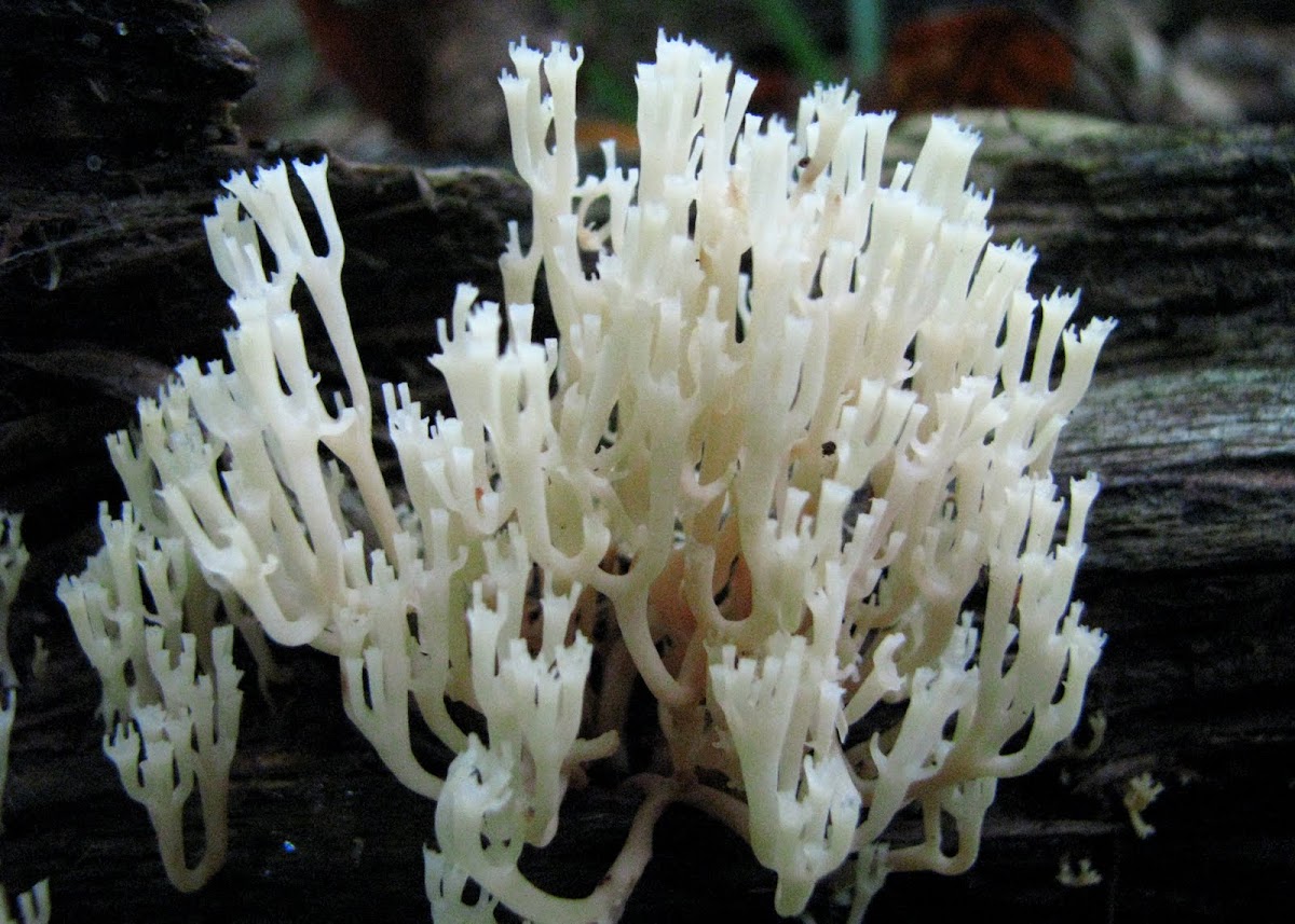 Crown-tipped Coral Fungus