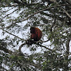 Guyanan Red Howler Monkey