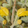 Short-toothed Phlomis