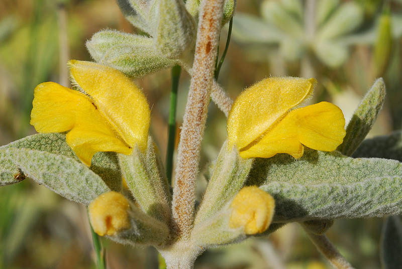 Short-toothed Phlomis