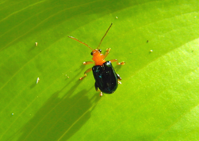 narrow-necked leaf beetle