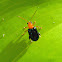narrow-necked leaf beetle