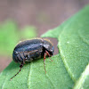 Chafer beetle