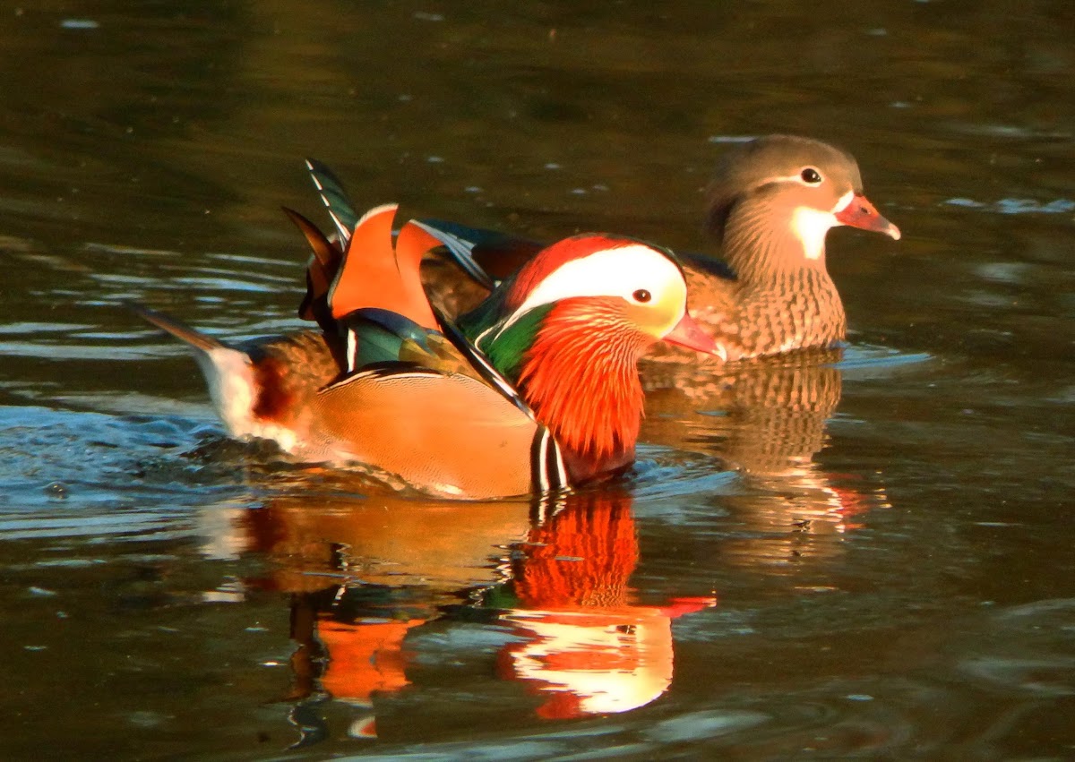 Mandarin ducks (couple)