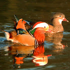 Mandarin ducks (couple)