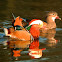 Mandarin ducks (couple)