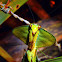 Peruvian Shield Mantis