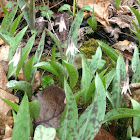 White trout lilly